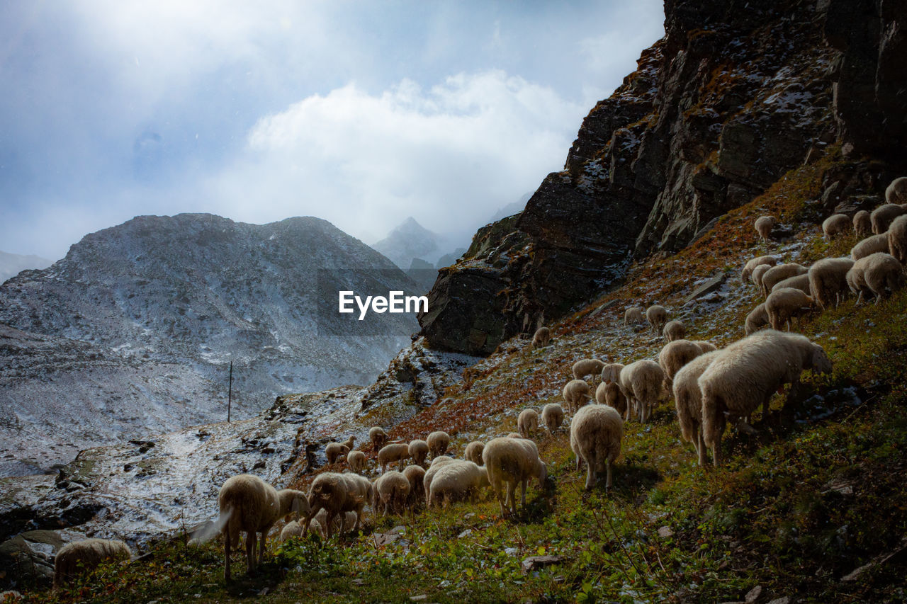 Sheep grazing on field