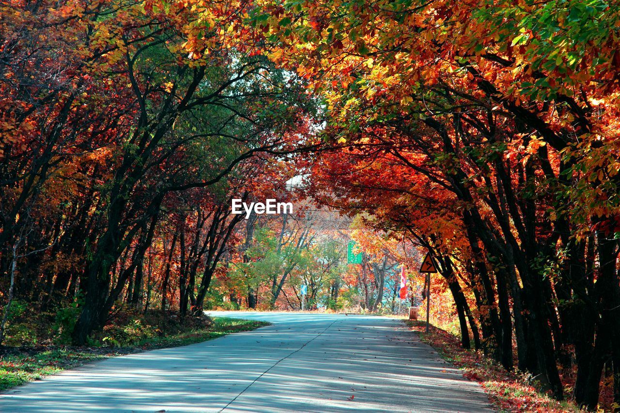 Empty road amidst trees during autumn