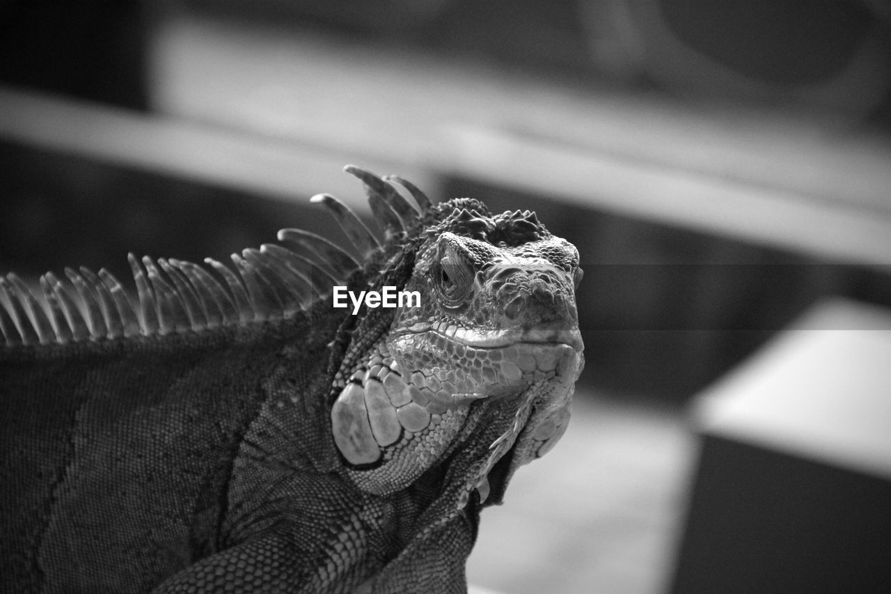 Close-up of iguana