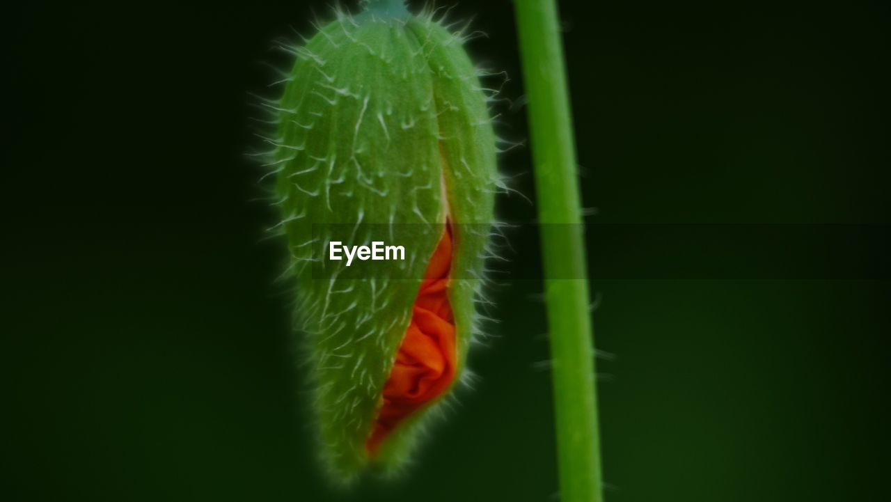 CLOSE-UP OF GREEN PLANT