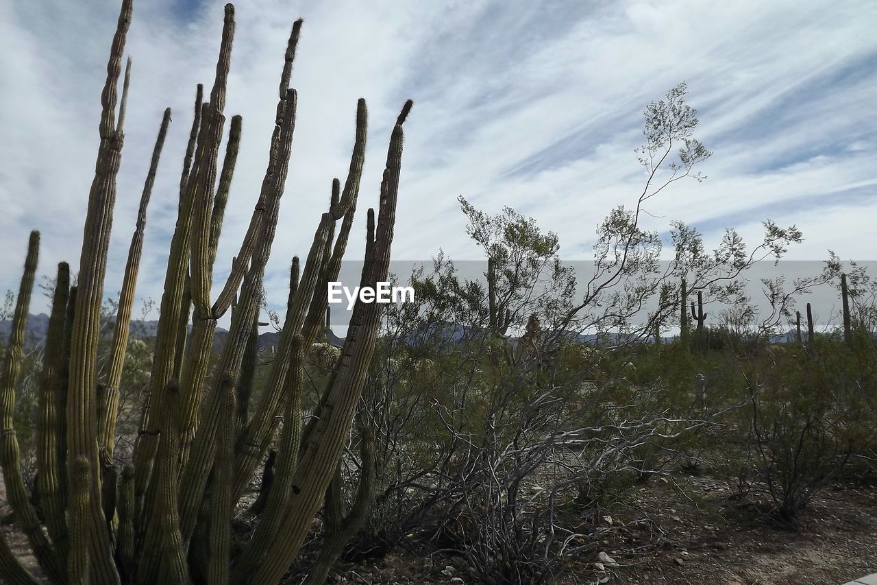 Cactus growing against sky