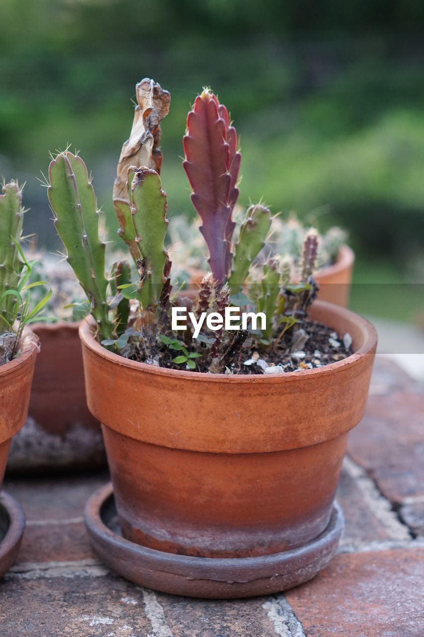 CLOSE-UP OF POTTED CACTUS PLANT IN POT