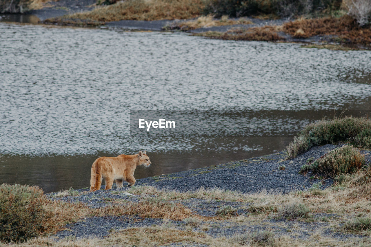 Side view of mountain lion standing by lake