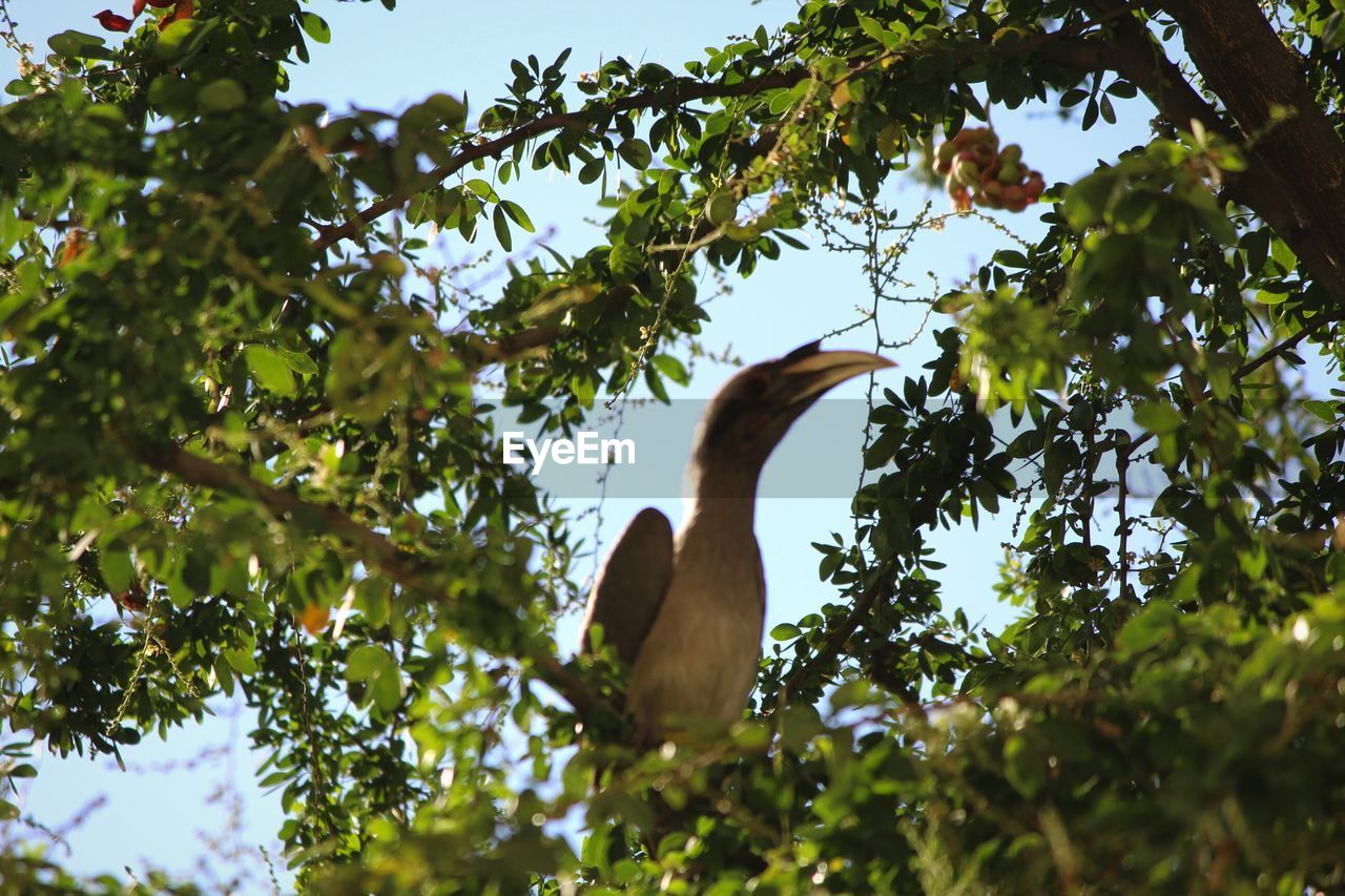 LOW ANGLE VIEW OF BIRDS PERCHING ON TREE BRANCH