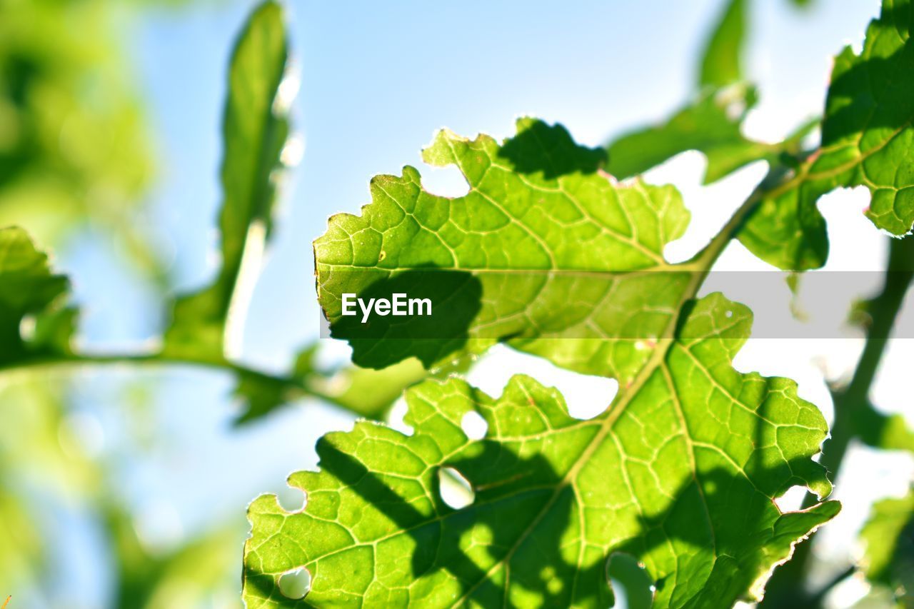 CLOSE-UP OF GREEN LEAVES