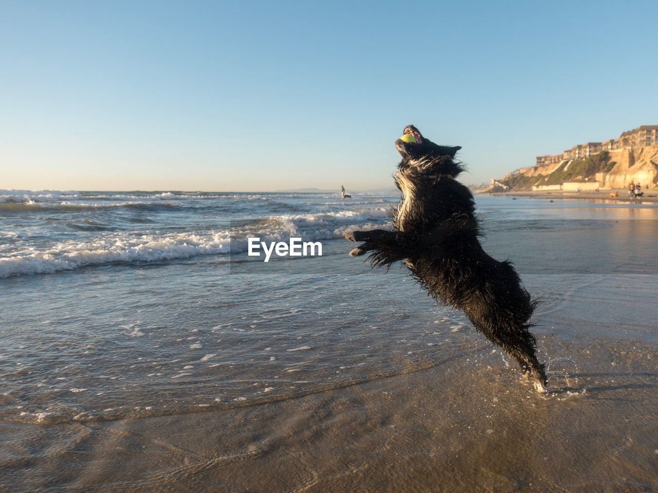 Dog playing catch on beach