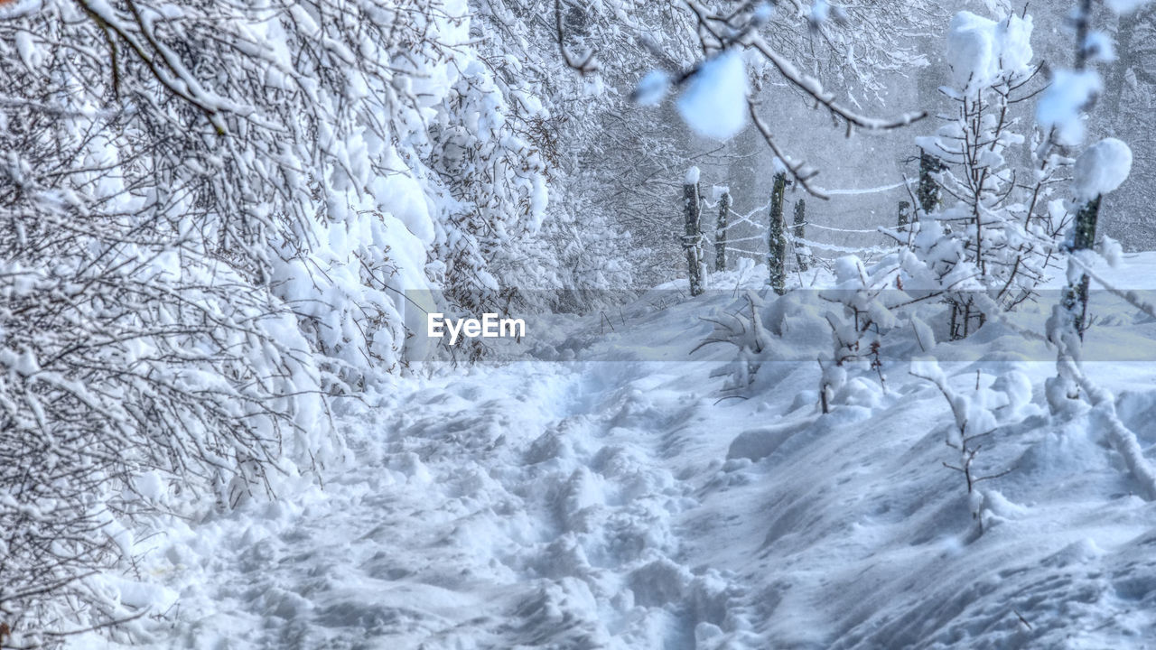 FULL FRAME SHOT OF FROZEN TREES