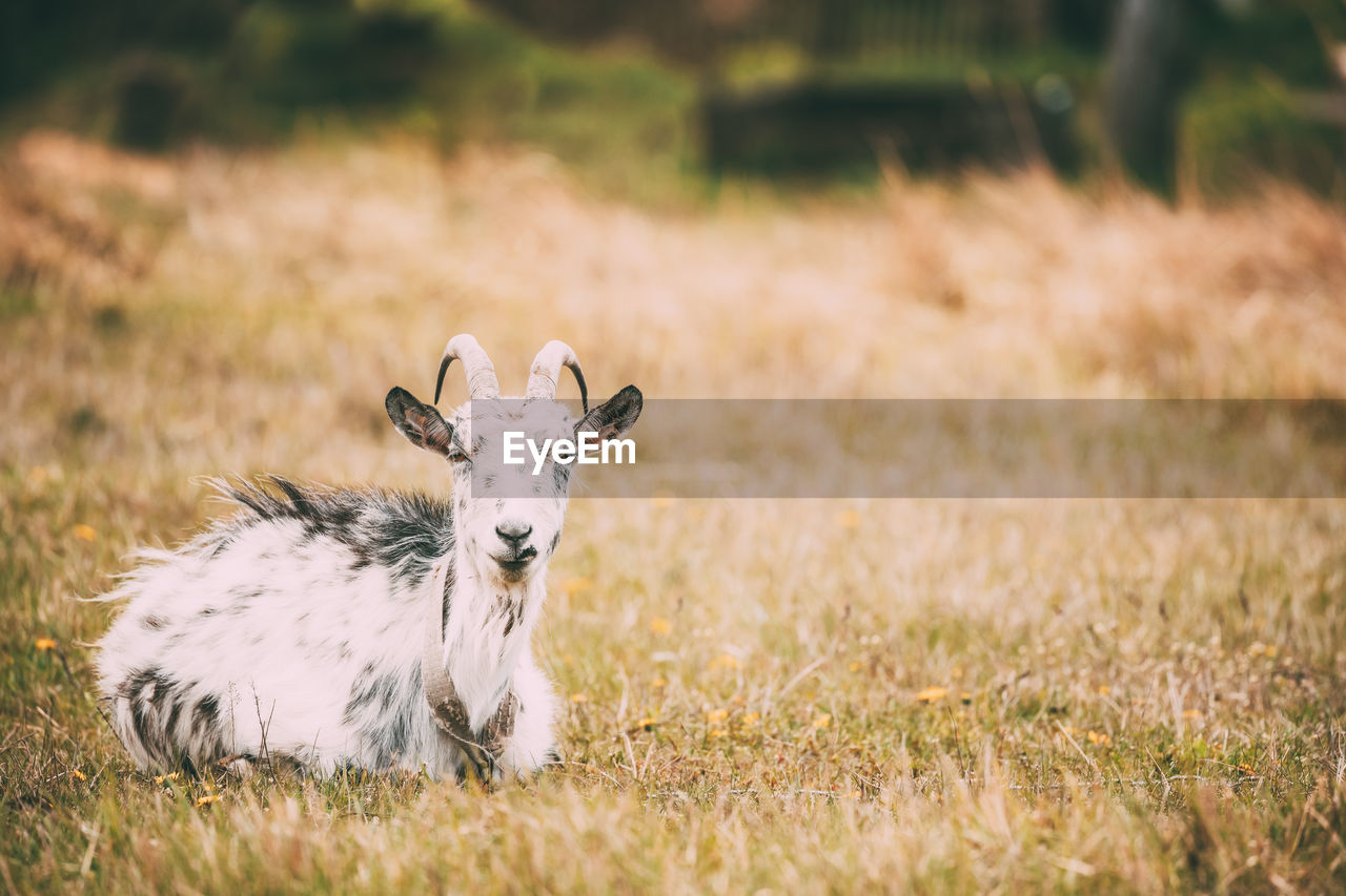 Portrait of goat sitting on grass