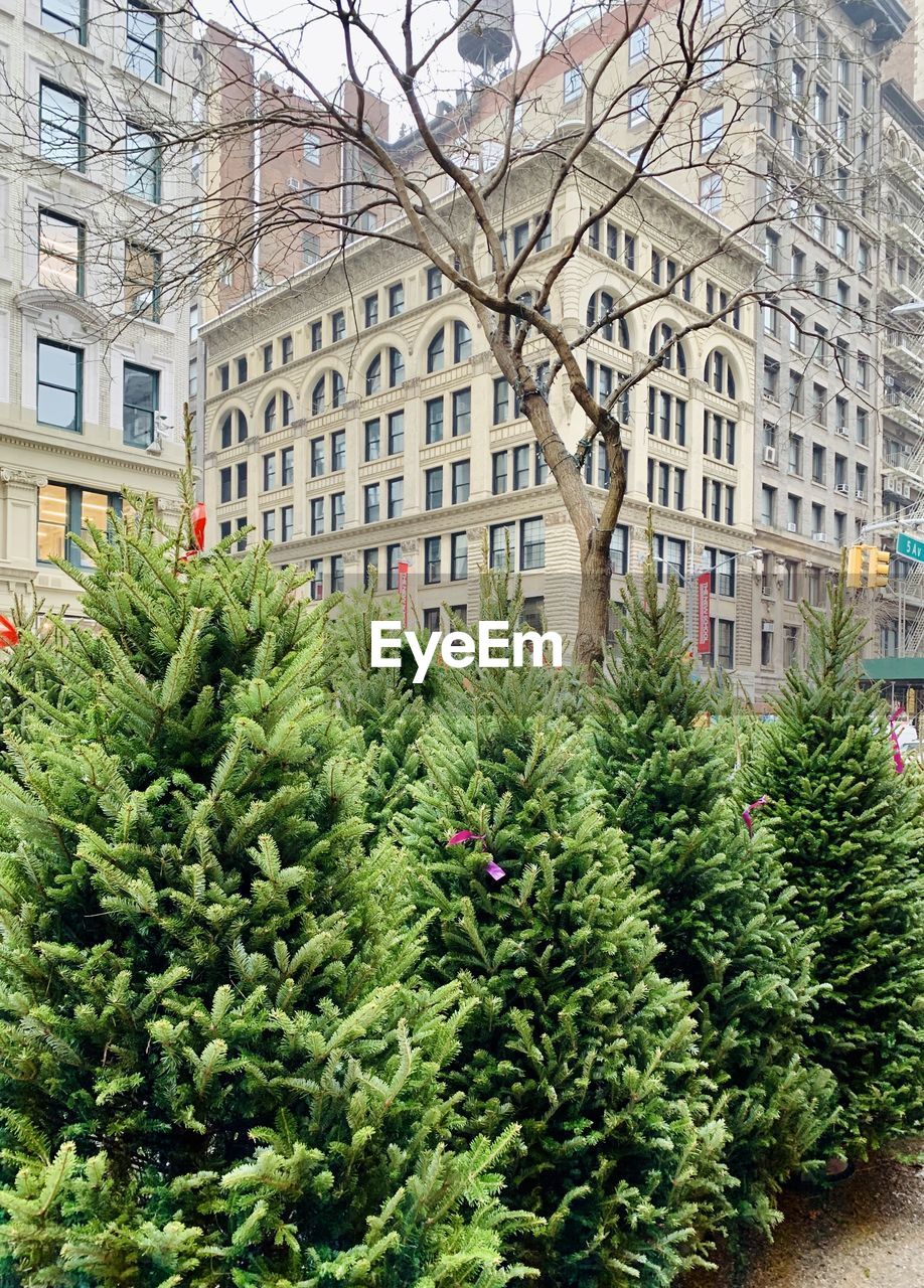 Trees and buildings in city