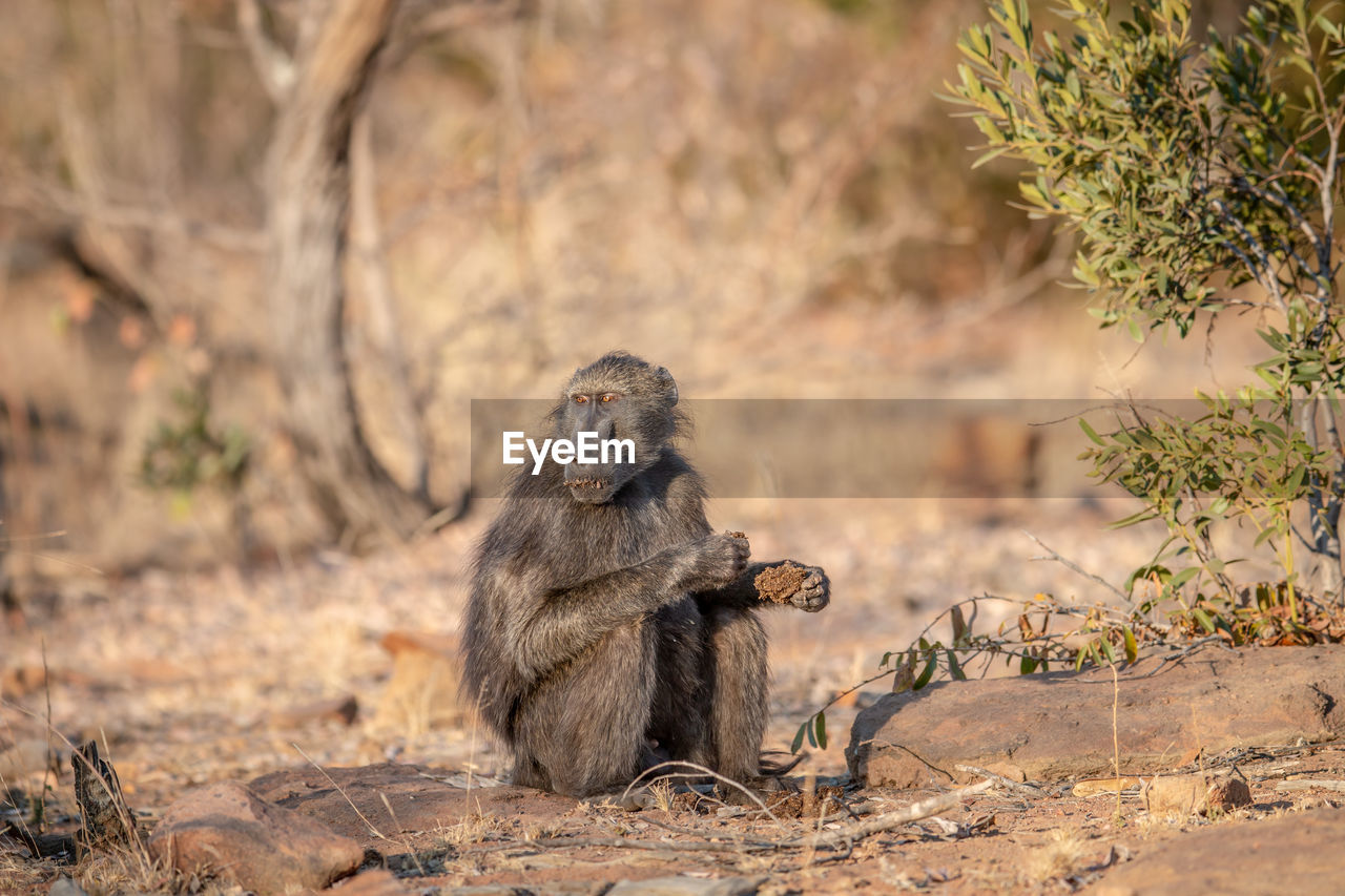 MONKEY SITTING IN A FIELD