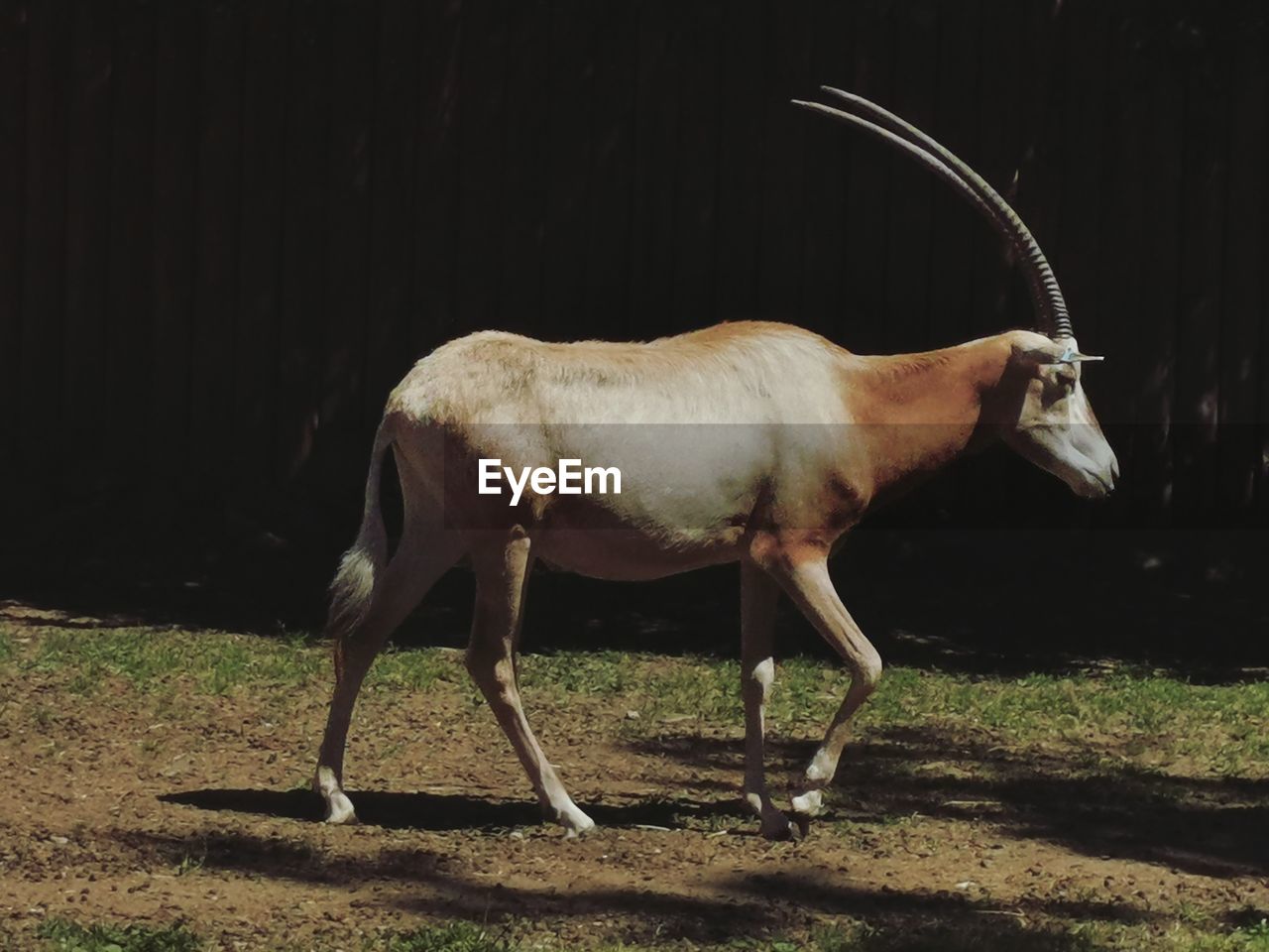 portrait of deer standing on field