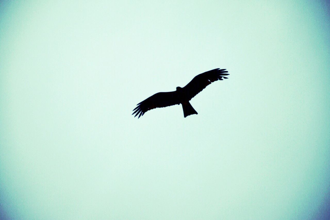 LOW ANGLE VIEW OF BIRDS FLYING AGAINST CLEAR SKY