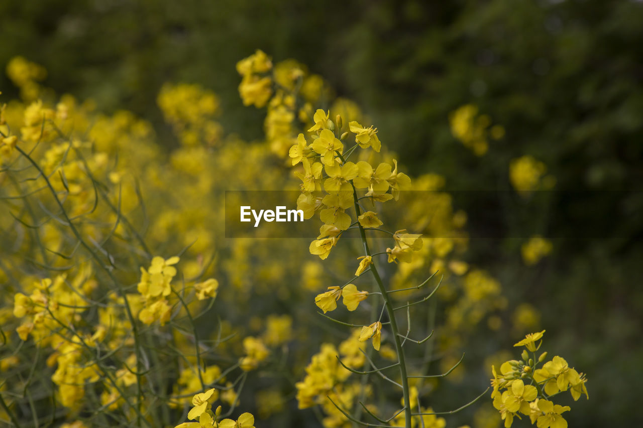 Close up rape field 