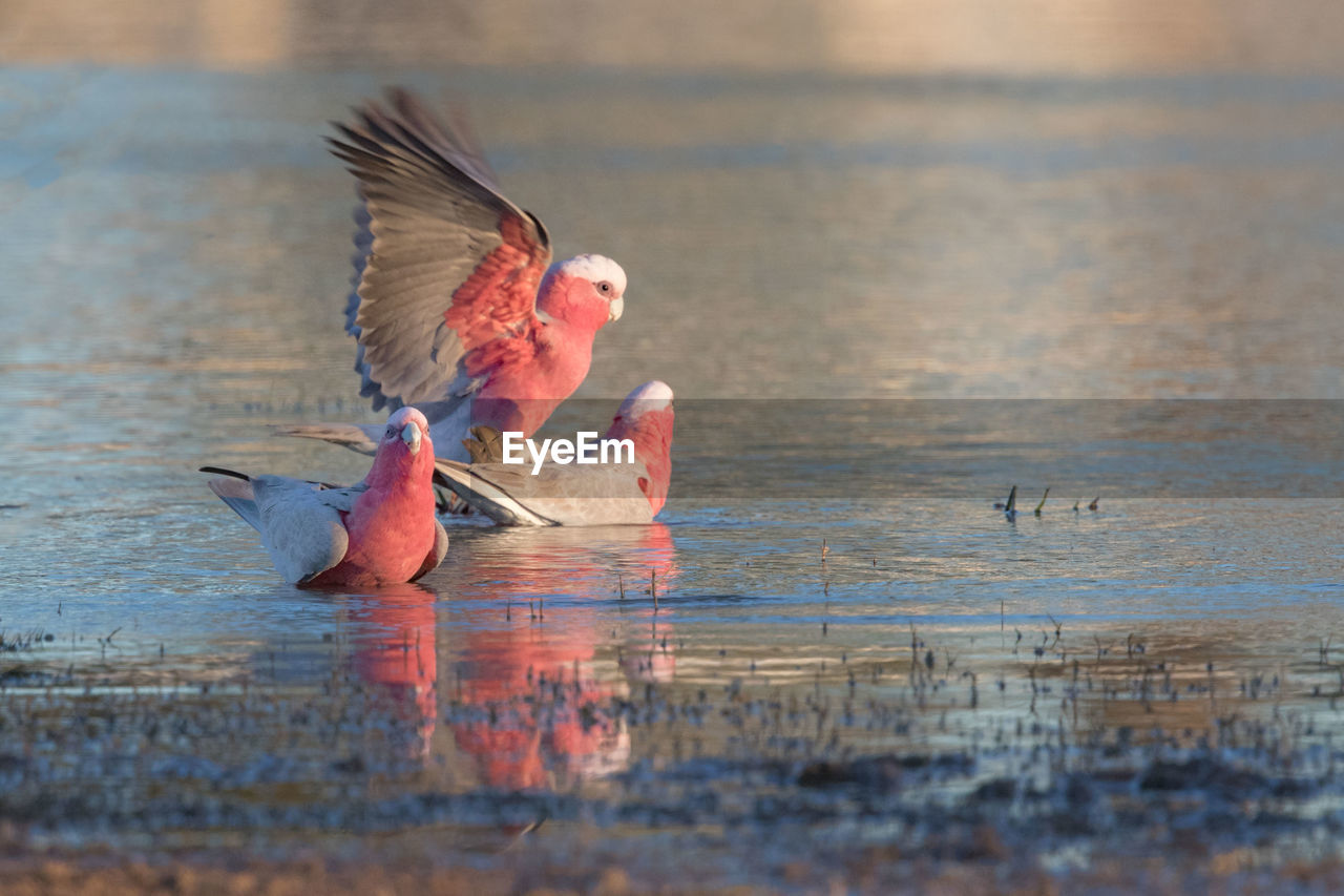 TWO BIRDS IN A LAKE