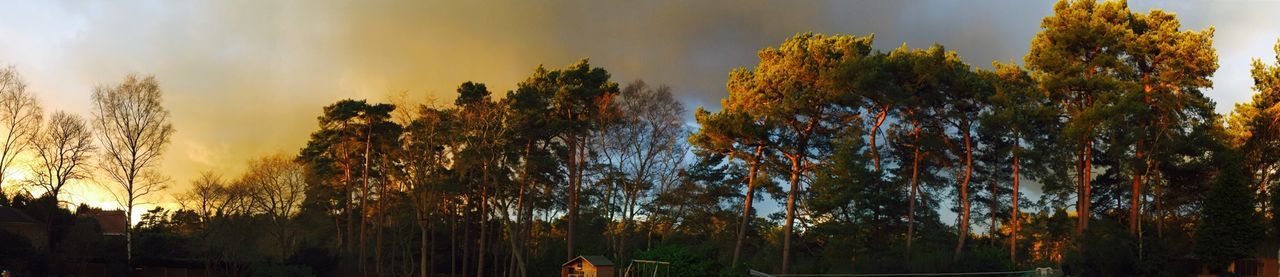 TREES AT SUNSET