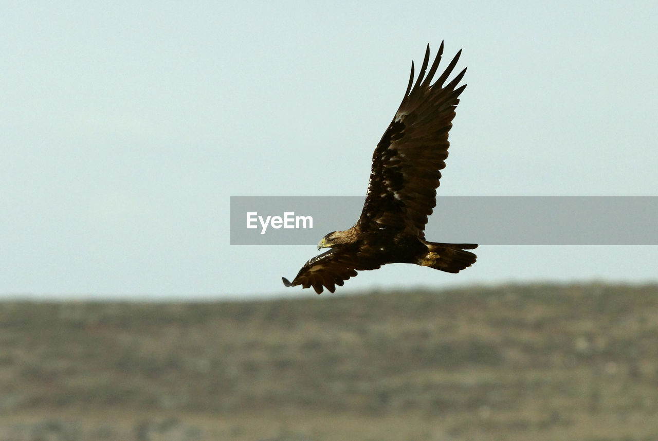 BIRD FLYING OVER A ROCK