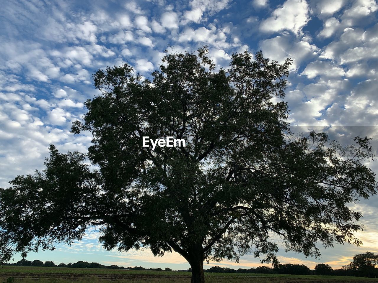 LOW ANGLE VIEW OF SILHOUETTE TREE AGAINST SKY