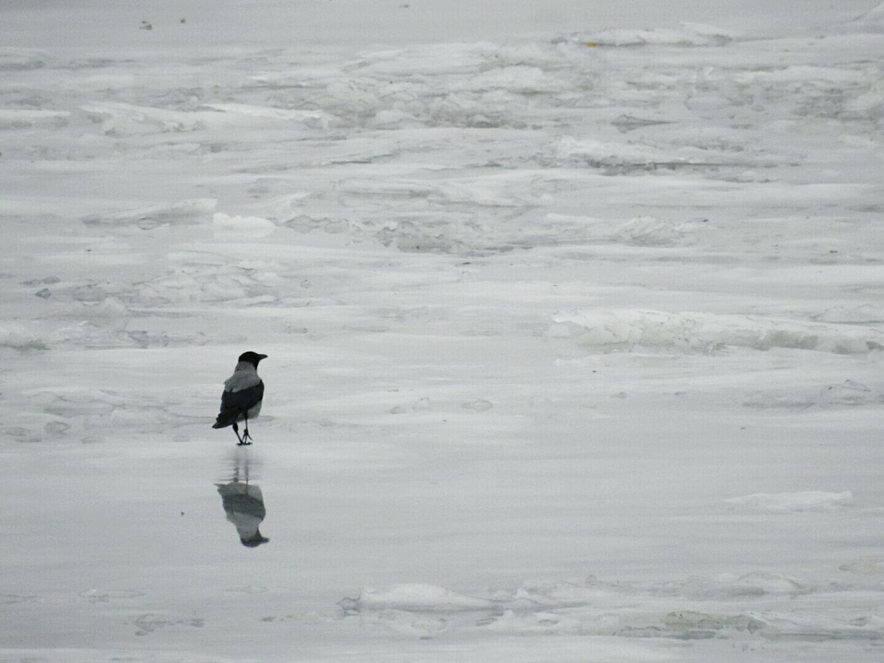 Bird on ice