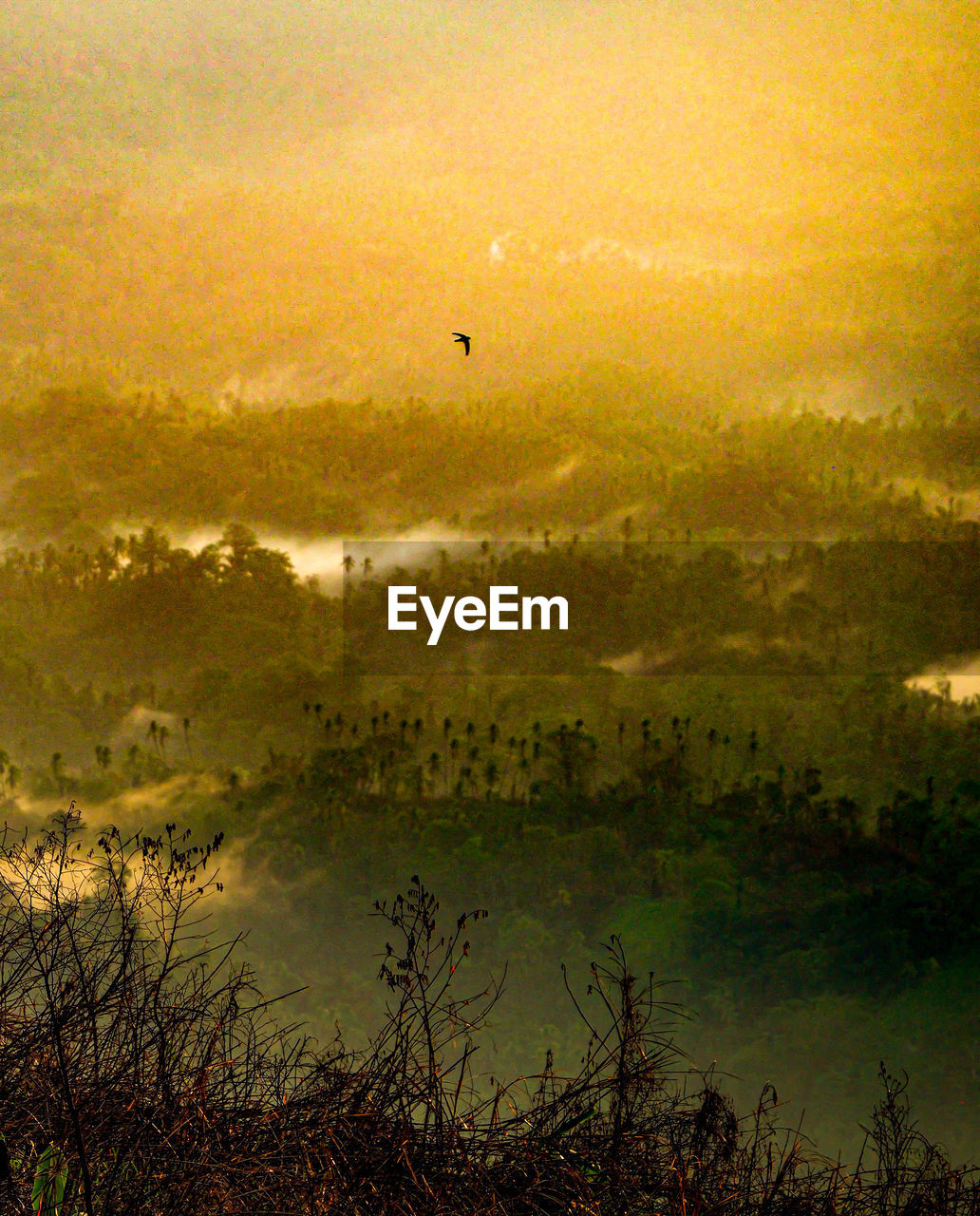 BIRD FLYING OVER LANDSCAPE AGAINST SKY