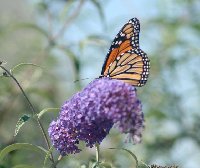 CLOSE-UP OF BUTTERFLY POLLINATING FLOWER