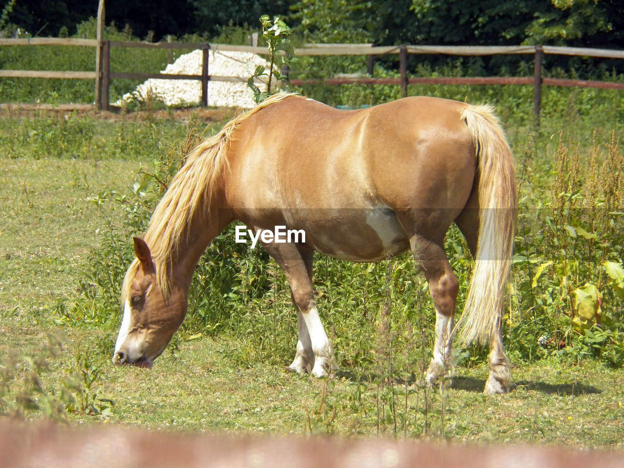 HORSES GRAZING IN FIELD