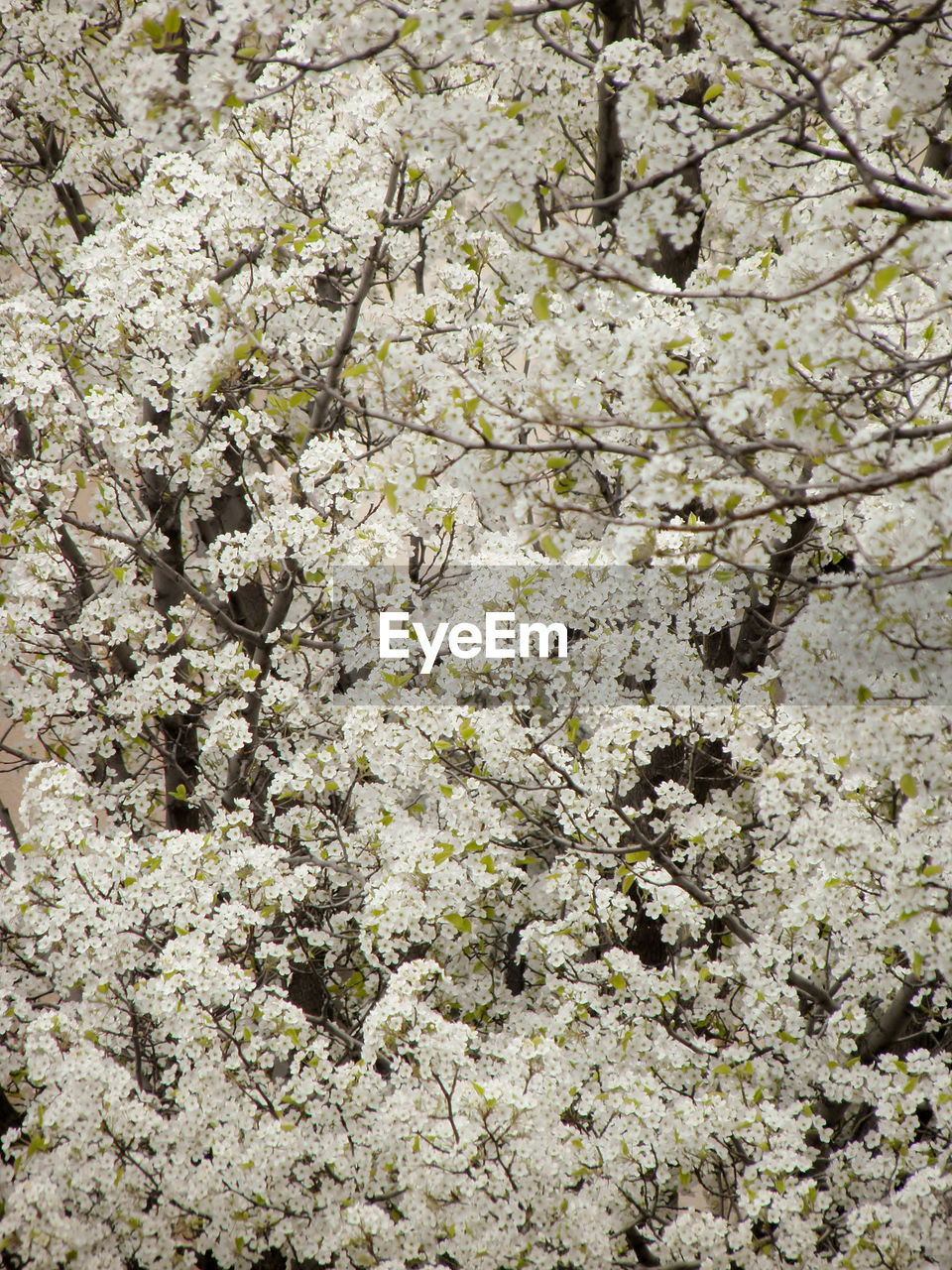 CLOSE-UP VIEW OF TREE