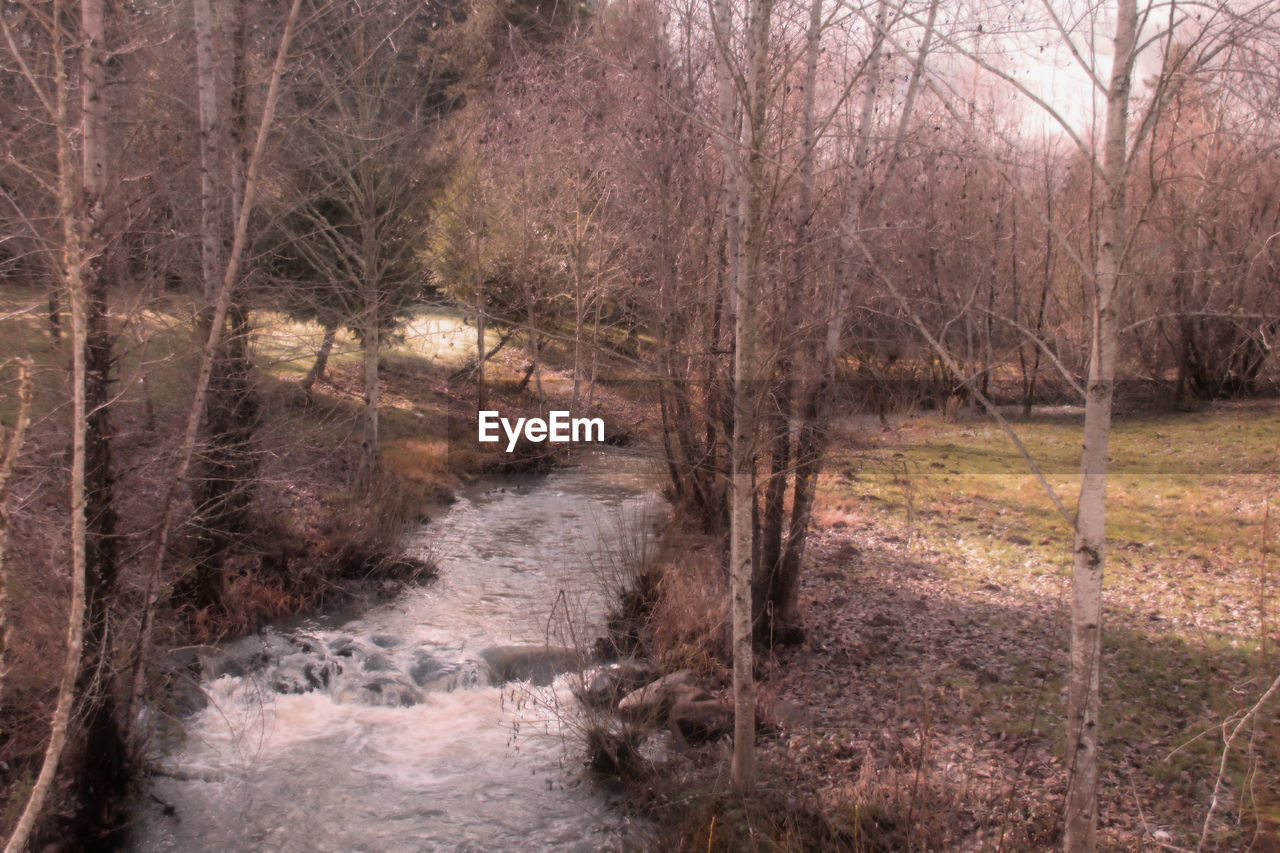 STREAM FLOWING IN FOREST