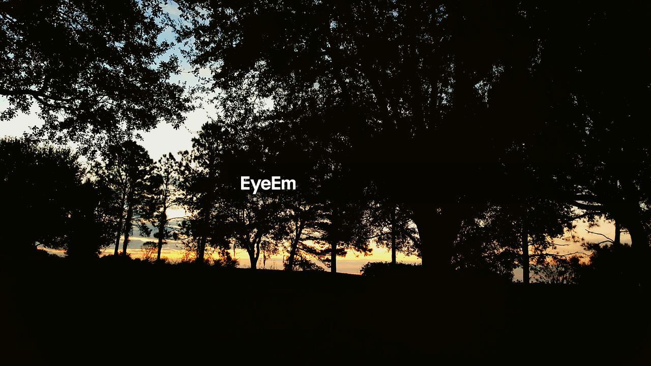 SILHOUETTE TREE AGAINST SKY AT NIGHT