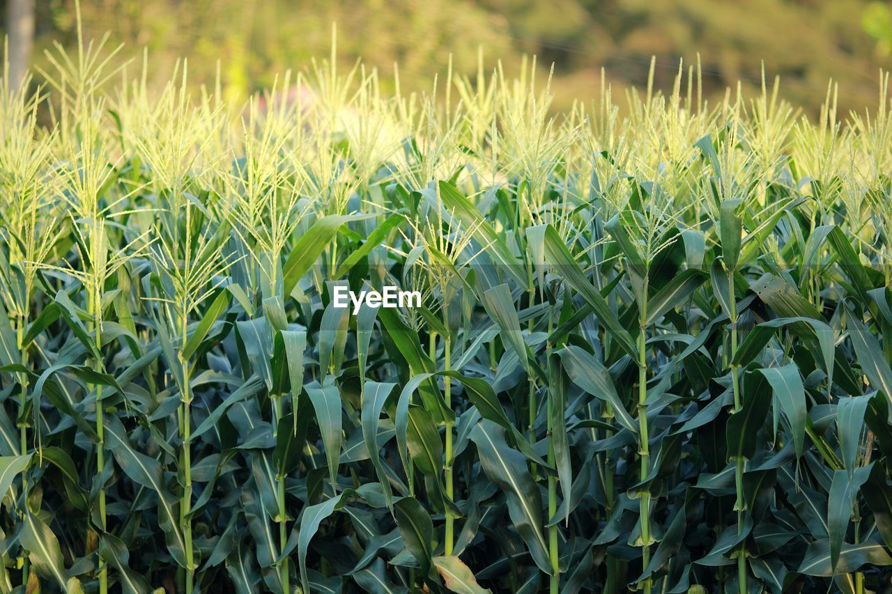 CLOSE-UP OF CROPS GROWING IN FIELD