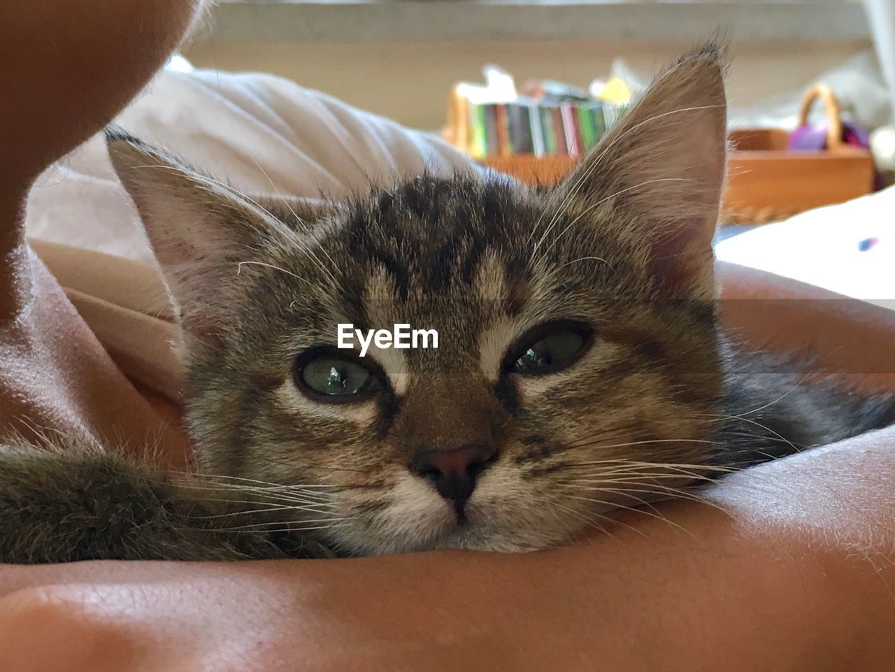 CLOSE-UP OF MAN HOLDING CAT