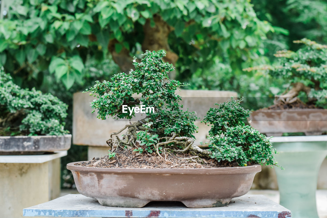 CLOSE-UP OF POTTED PLANT IN POT