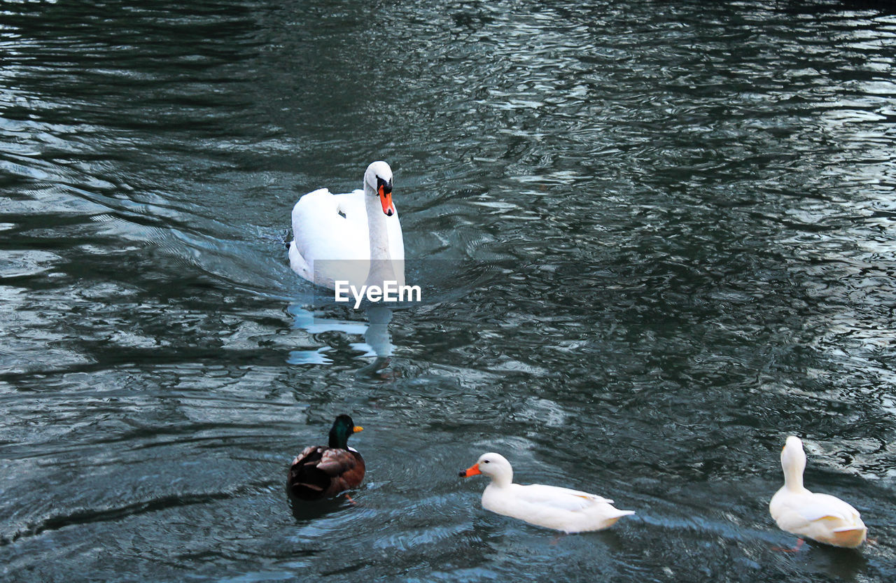 High angle view of swans swimming in lake