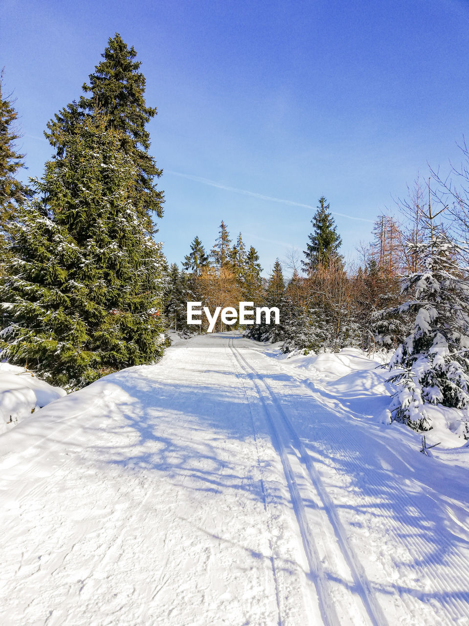 trees on snow covered landscape against sky