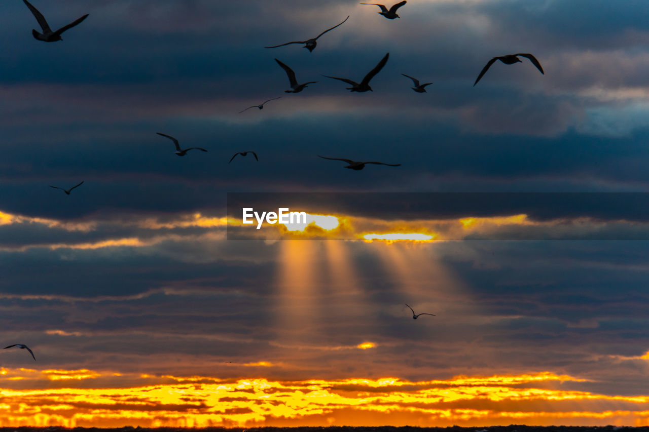 SILHOUETTE BIRDS FLYING IN SKY DURING SUNSET