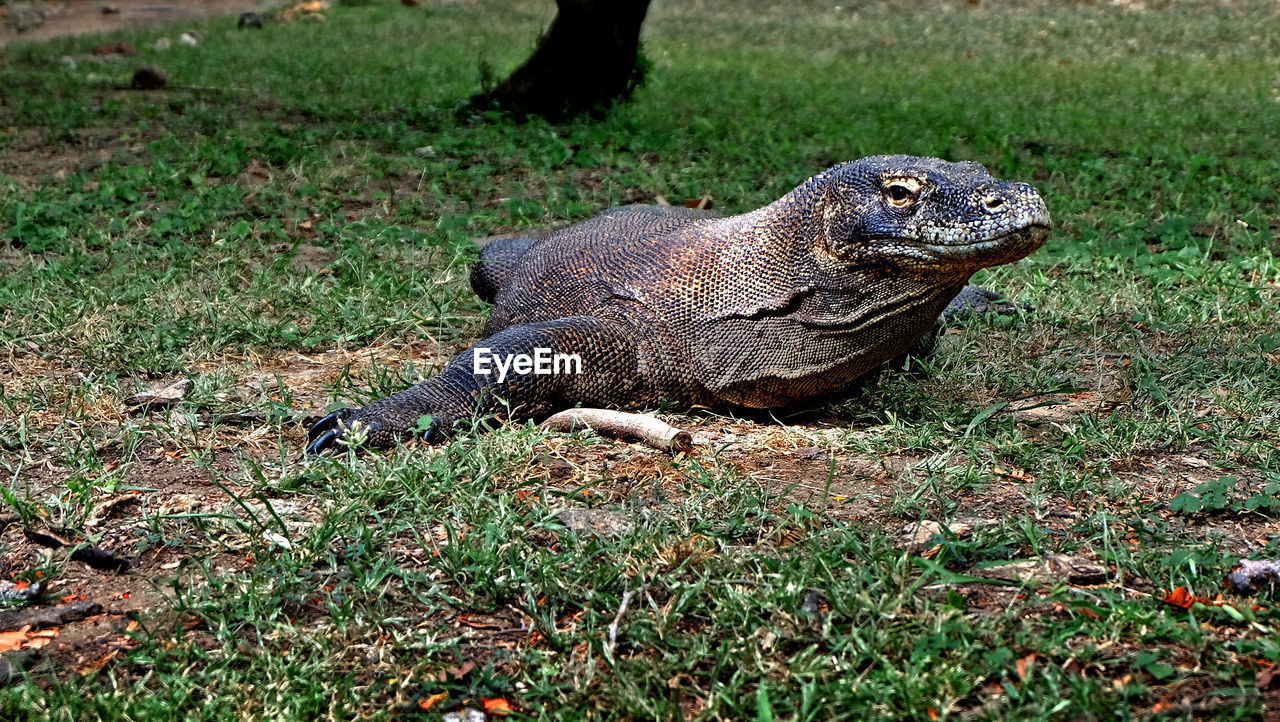 Komodo dragon on grass