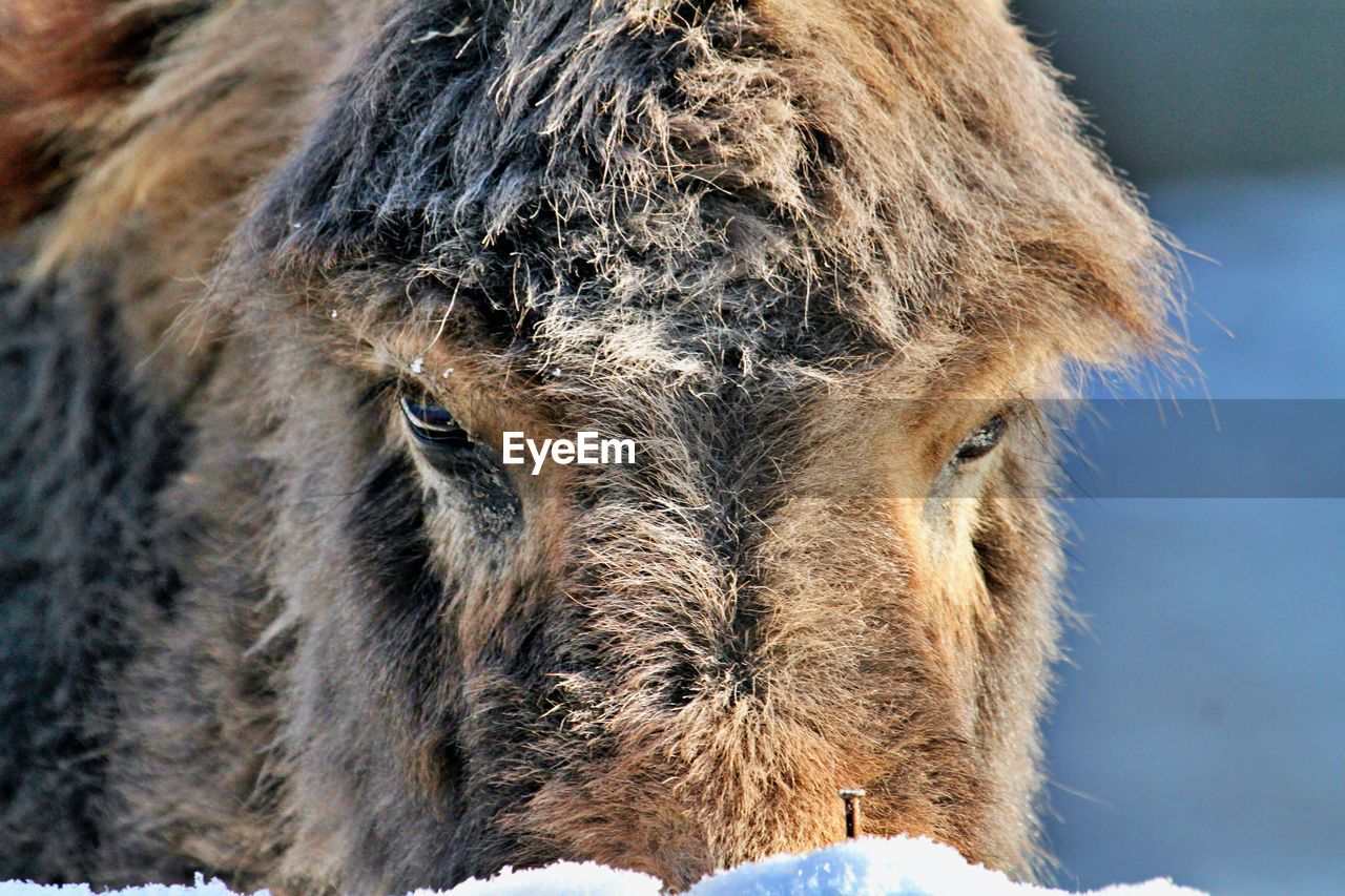 Close up donkey head