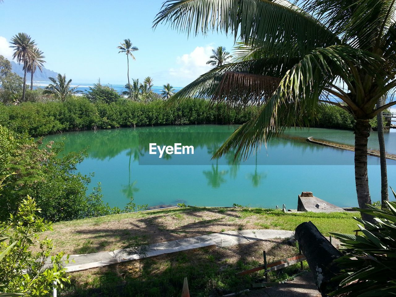 Scenic view of lake by palm trees against sky