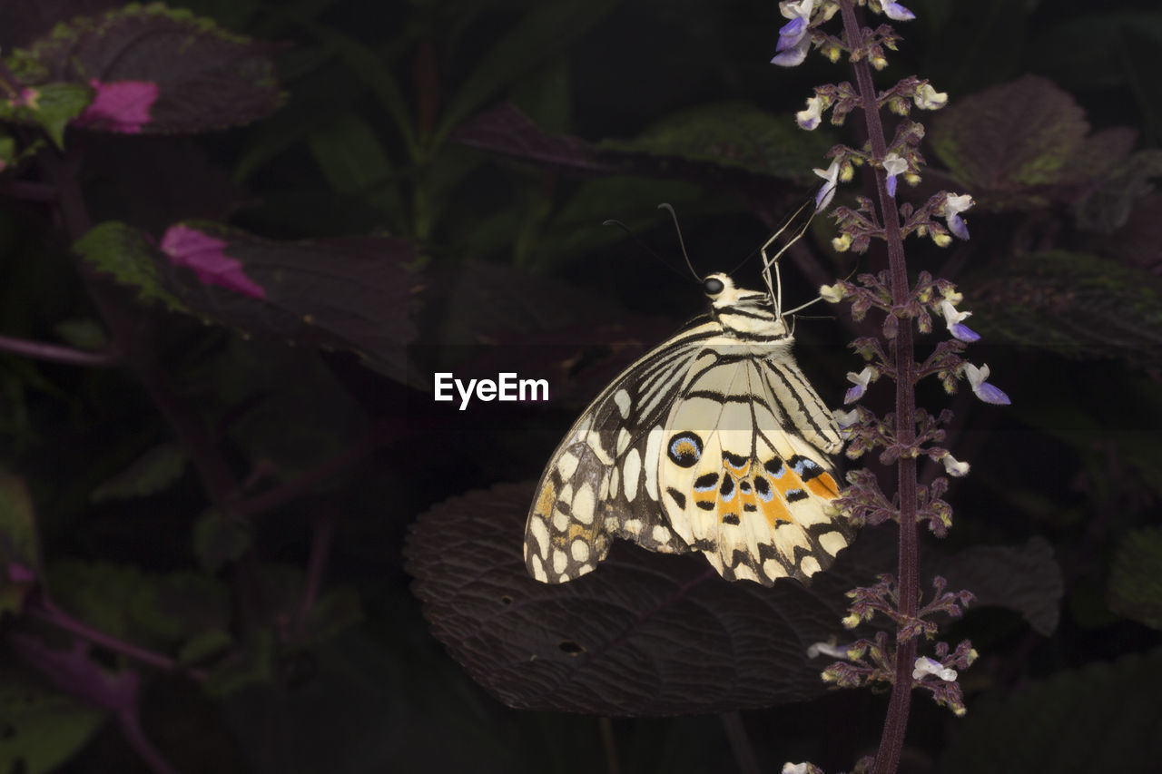 CLOSE-UP OF BUTTERFLY ON PLANT