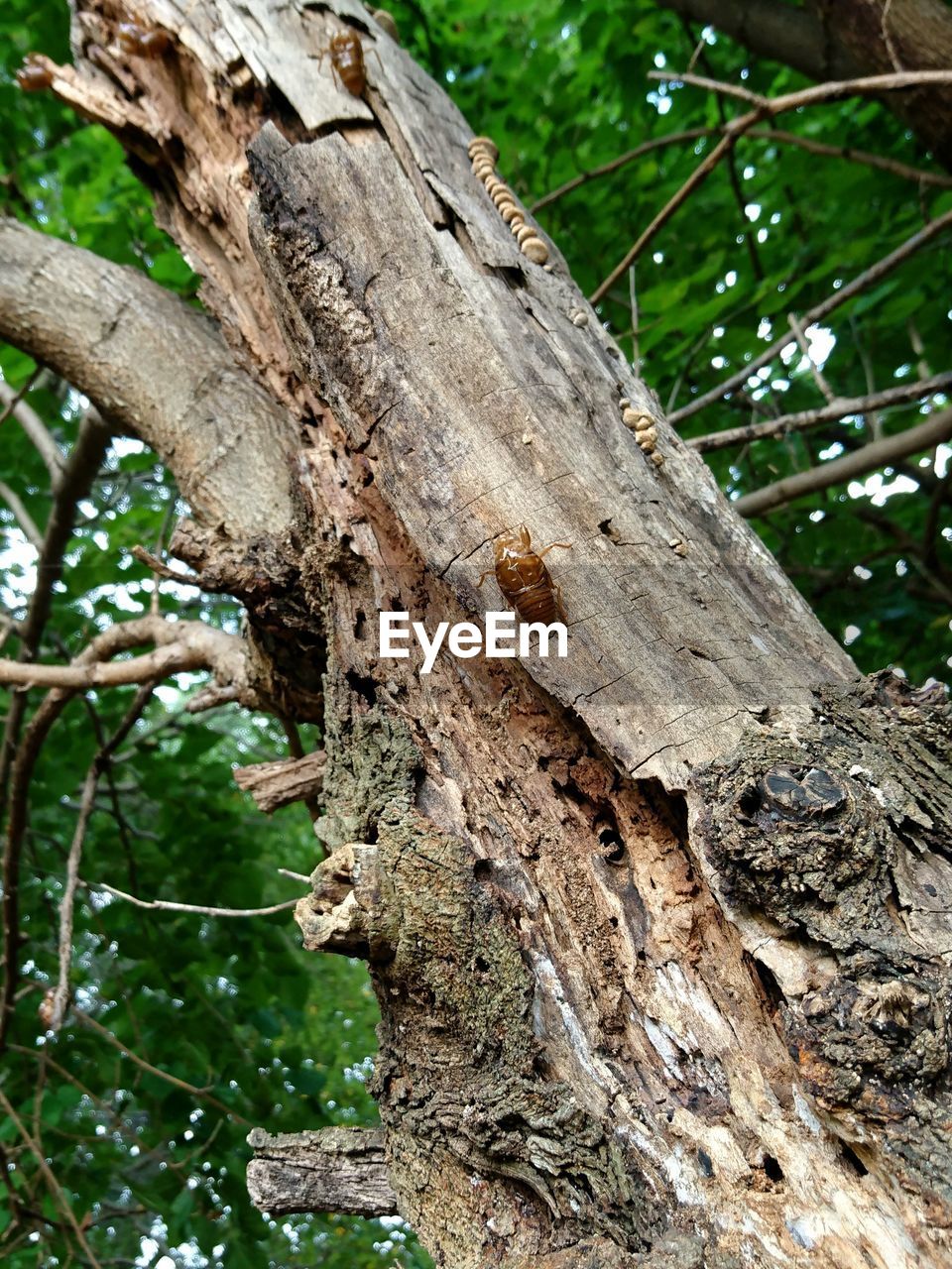 CLOSE-UP OF INSECT ON TREE