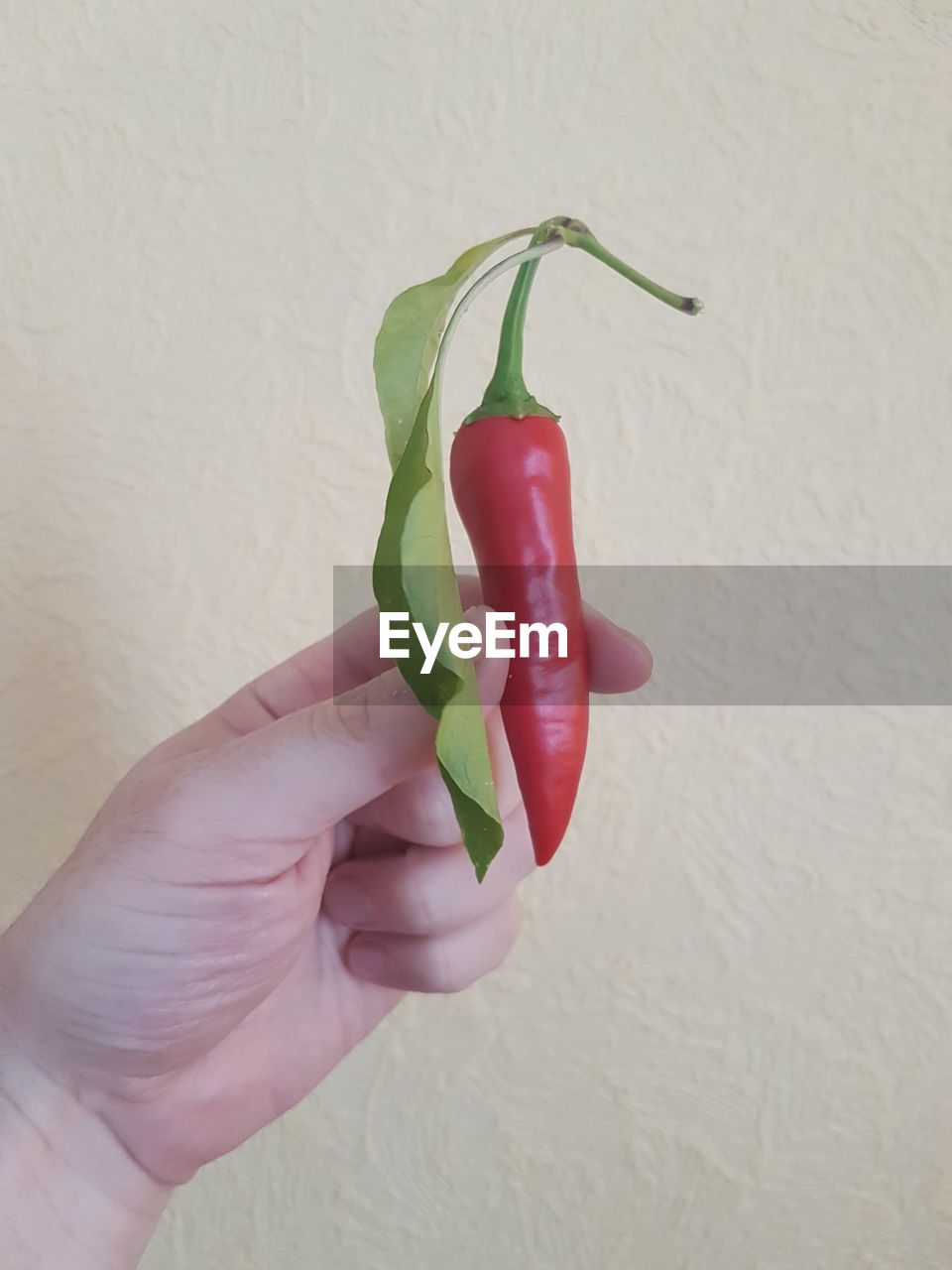 Close-up of hand holding red chili pepper against wall