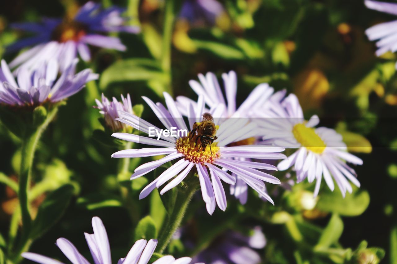 CLOSE-UP OF BEE POLLINATING ON PURPLE FLOWERS