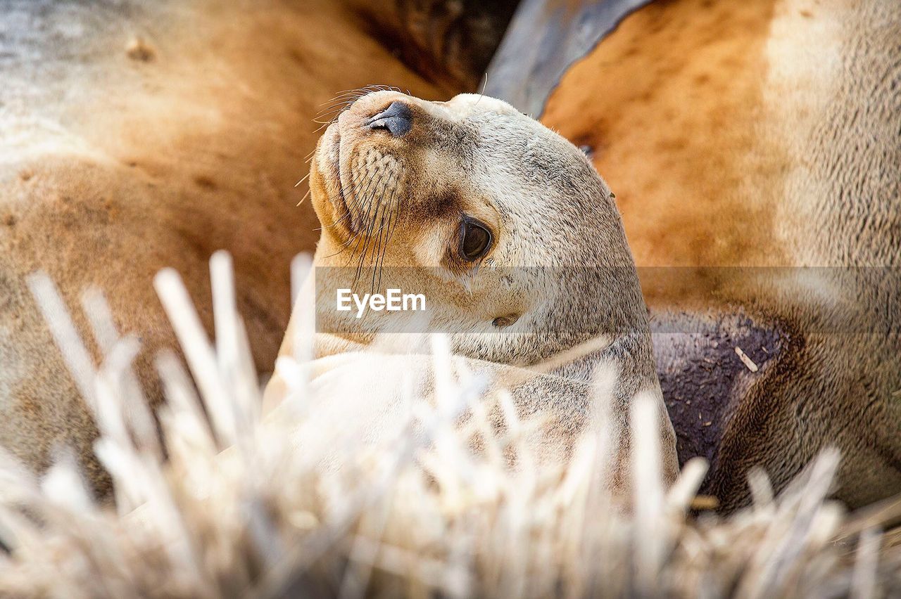 Close-up of sea lion