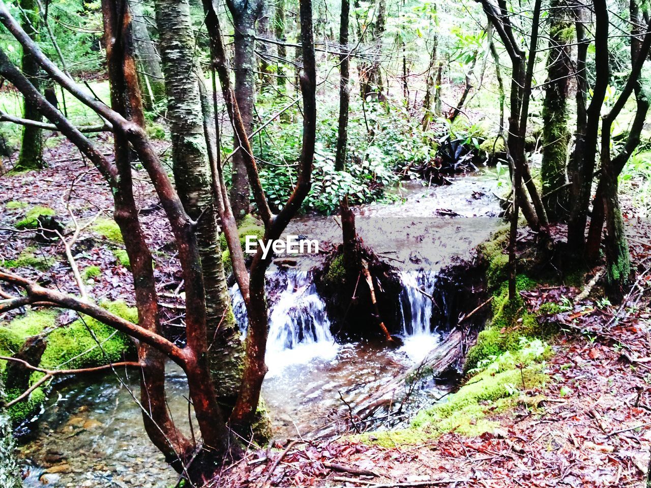 Flowing stream amidst trees in forest