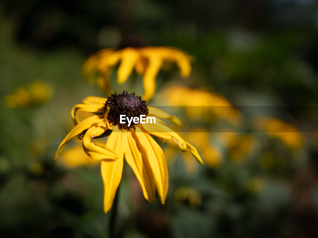 Close-up of yellow daisy flower