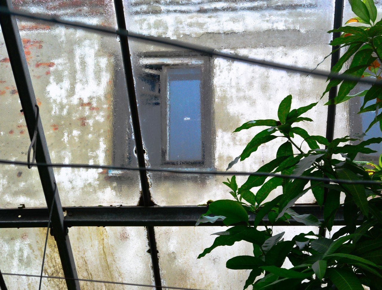 CLOSE-UP OF PLANT AGAINST GREENHOUSE