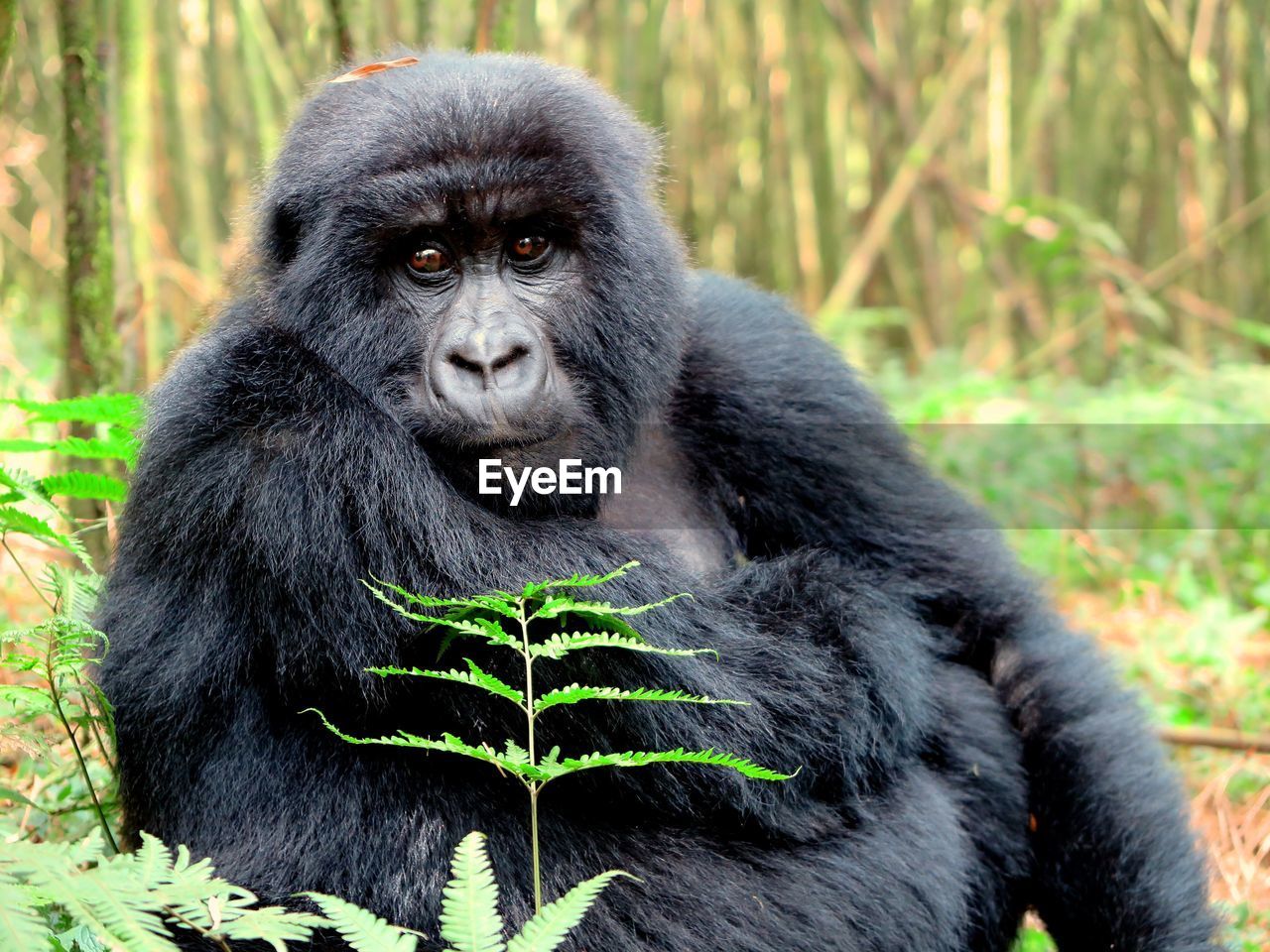 CLOSE-UP PORTRAIT OF MONKEY WITH MOUTH OPEN