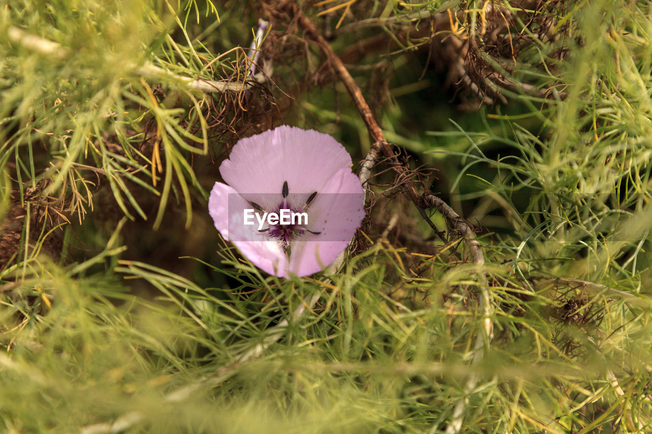 Close-up of purple crocus blooming on field