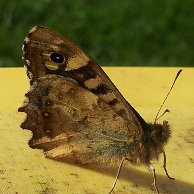 CLOSE-UP OF BUTTERFLY ON WHITE FLOWER