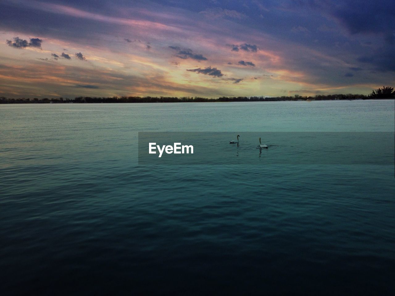 Swans swimming on lake ontario during sunset