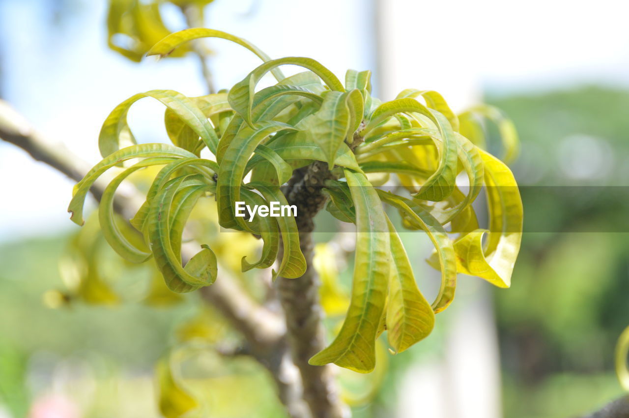 CLOSE-UP OF FRESH GREEN PLANT